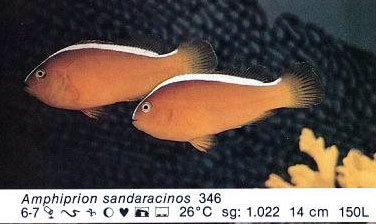 Amphiprion sandaracinos